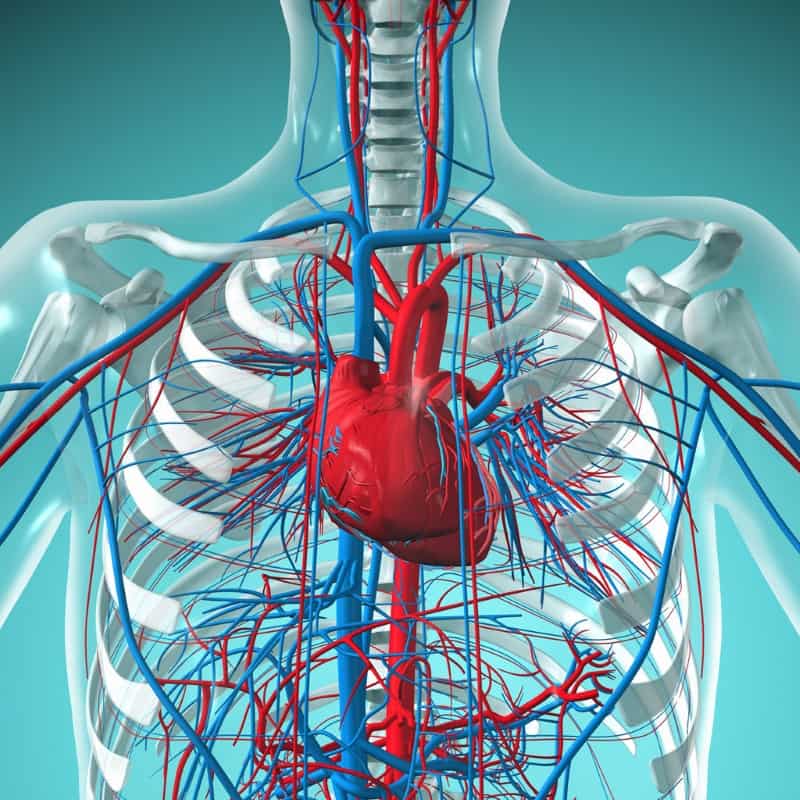 Quiz - The Circulatory System