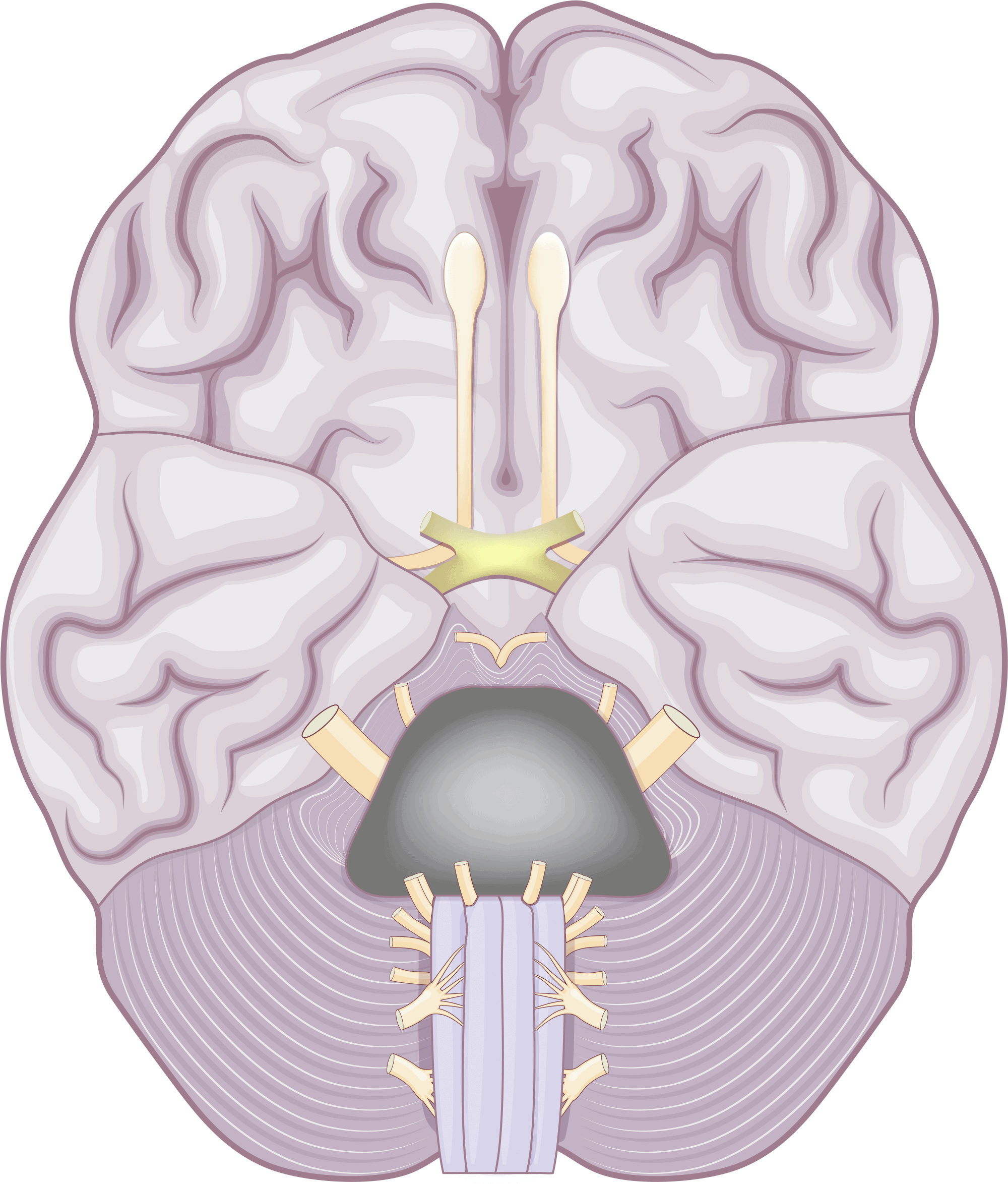 Cranian nerves
