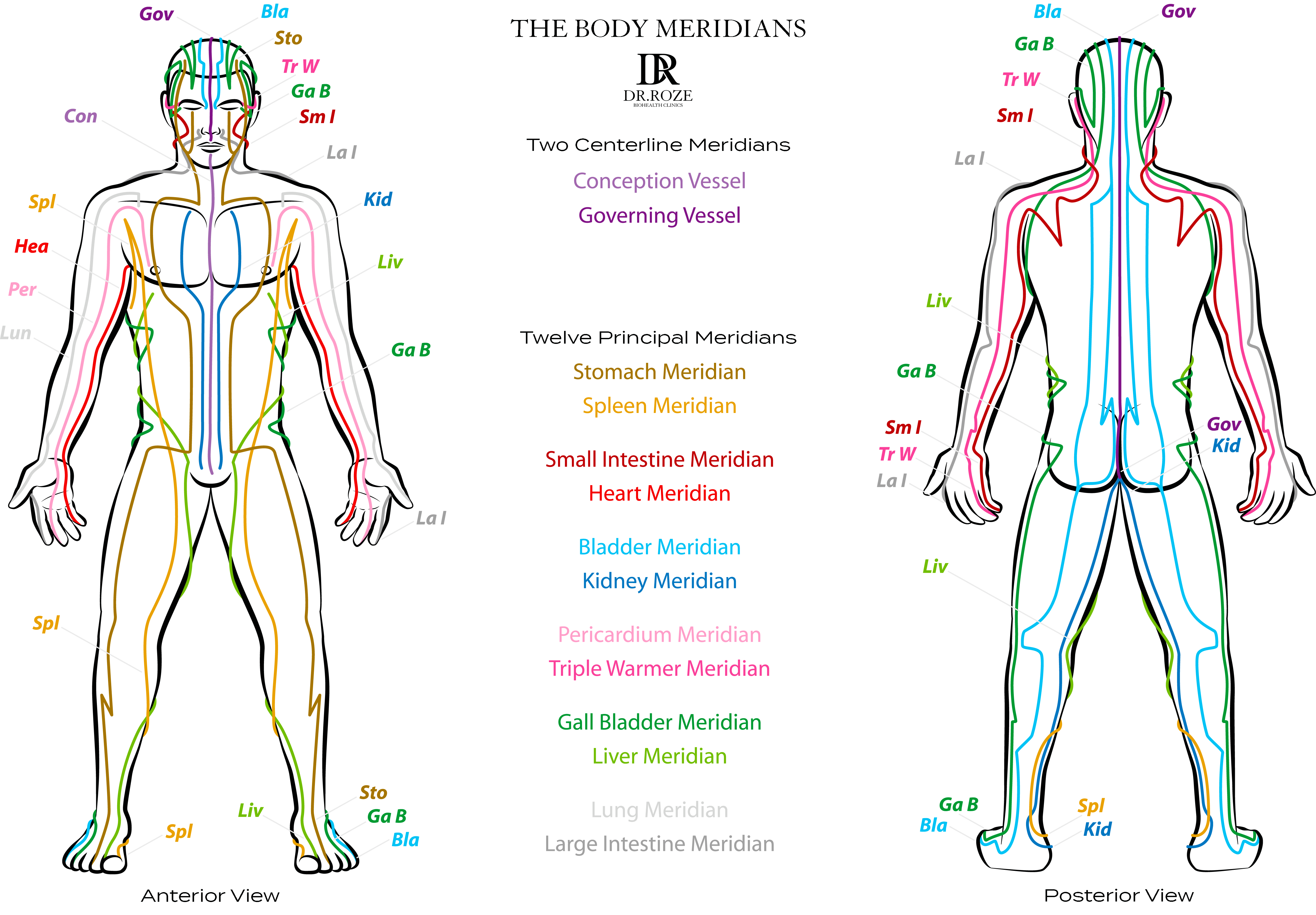 Photo Meridian System Chart Male Body With Principal And Centerline Acupuncture Meridians 