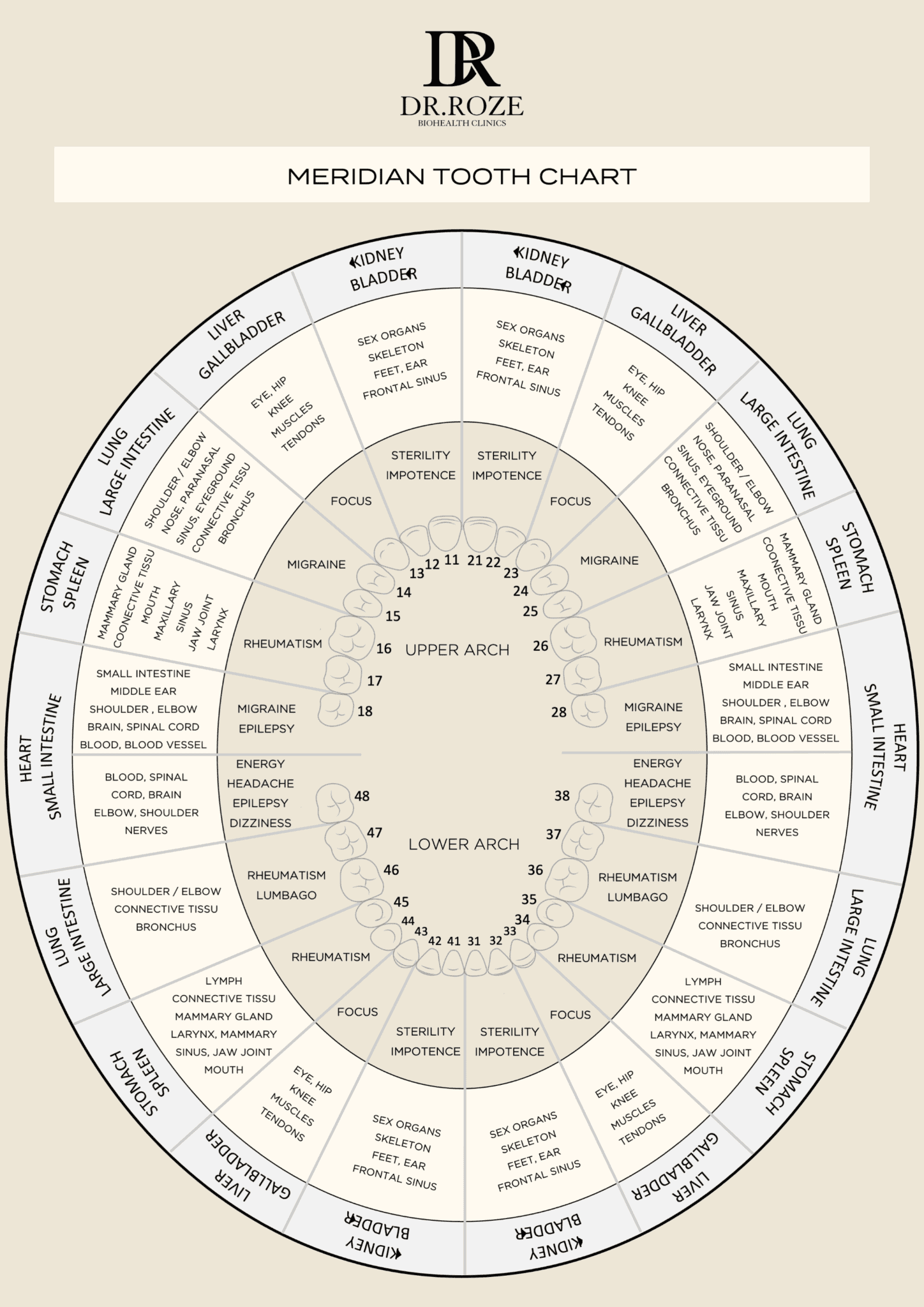 Biodental tooth chart Dr Roze Biohealth Clinic Meridian tooth chart