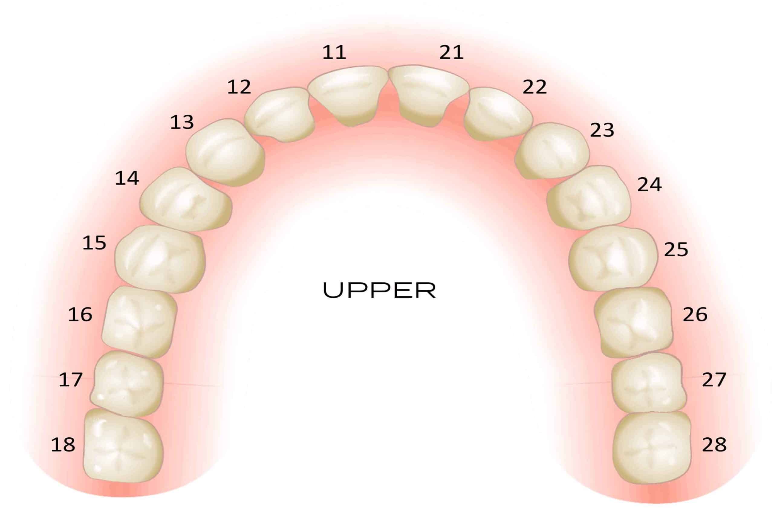 upper_teeth