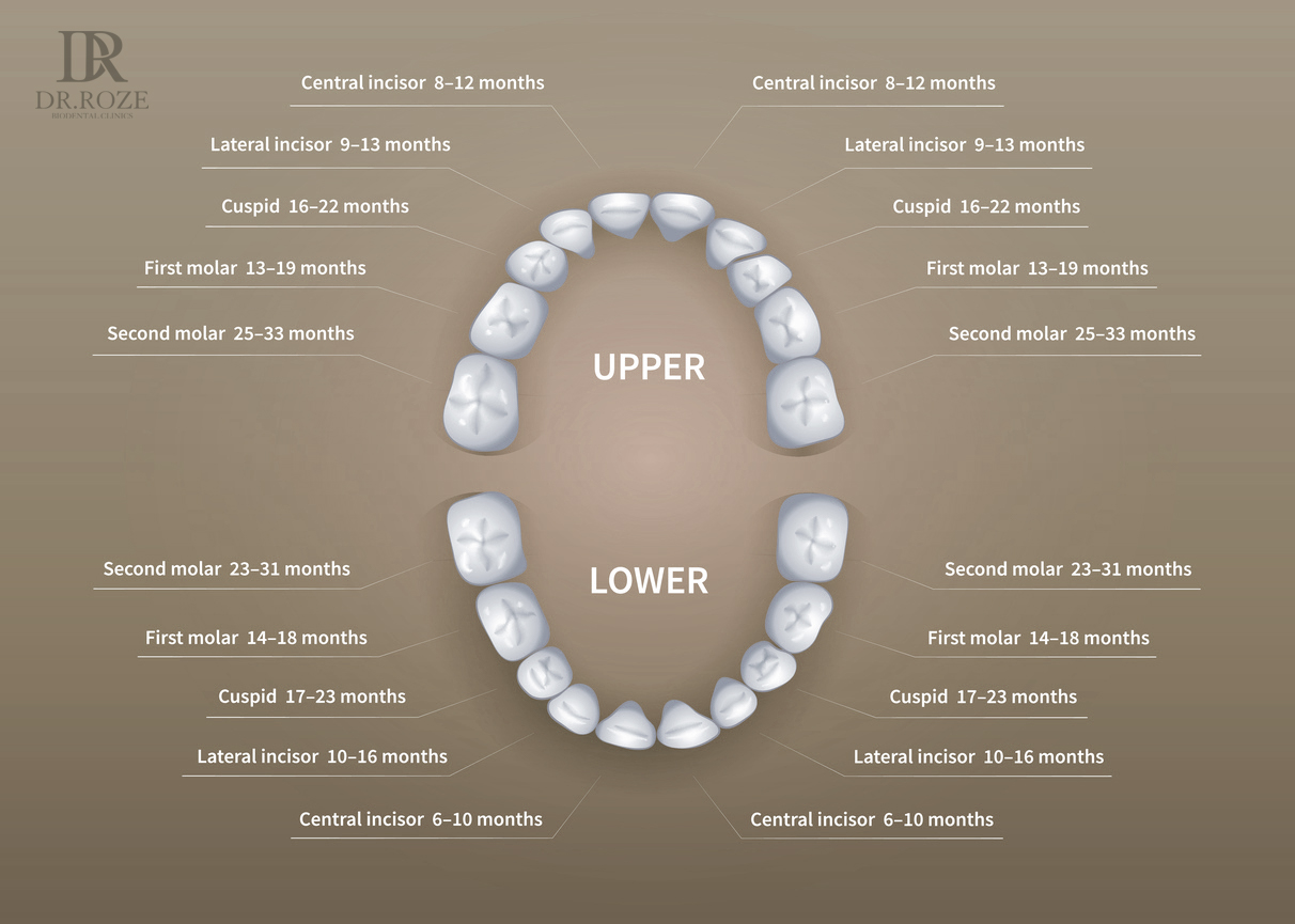 Tooth_Numbering_Chart_Dubai