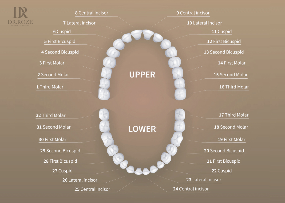 Tooth_Numbering_Chart_adult_dubai