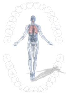 Biodental Tooth Chart | Dr Roze Biohealth Clinic | Meridian Tooth Chart