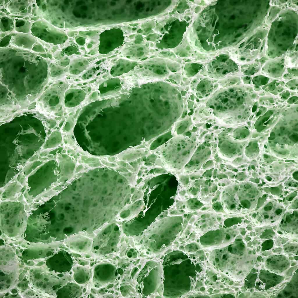 detoxification-in-biological-dentistry