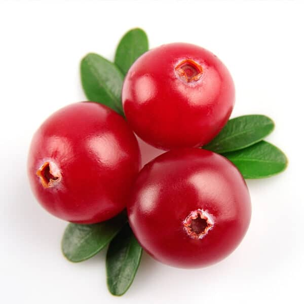 Brushing Technique Is Best for Oral Health