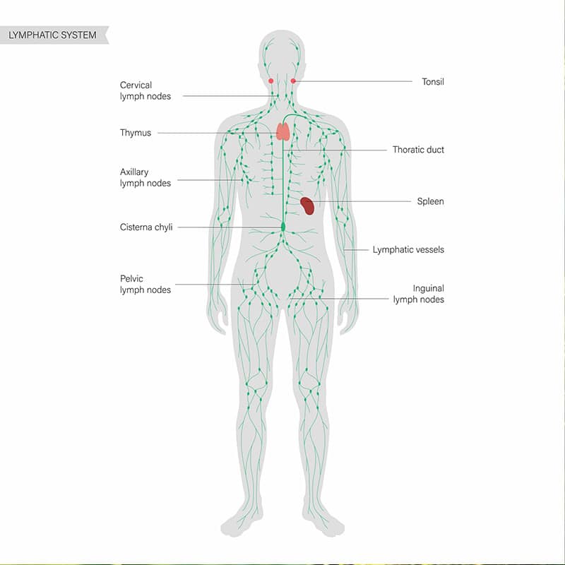 Lymphatic_drainage_dubai_near me Lymphatic_drainage_dubai_near me