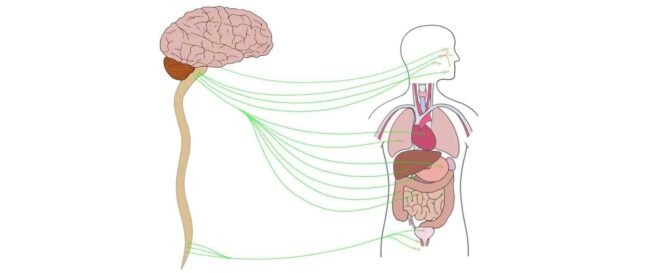 parasympathetic-nervous-system_dubai