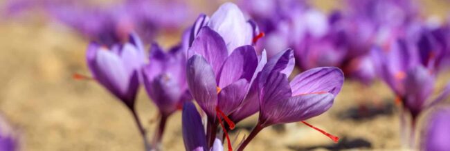 Close up of saffron flowers in a field at autumn