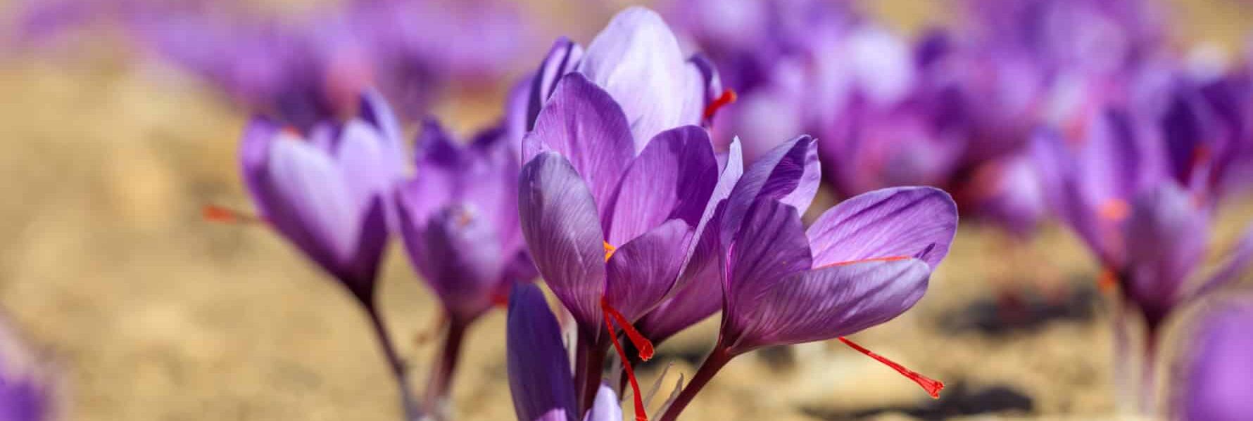 Close up of saffron flowers in a field at autumn Close up of saffron flowers in a field at autumn