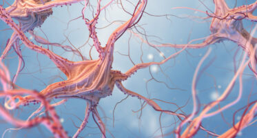 Vagus_nerve