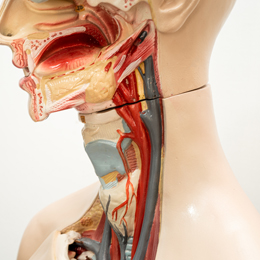 Myofunctional Therapy