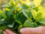 functional_medicine_roze_Dubai